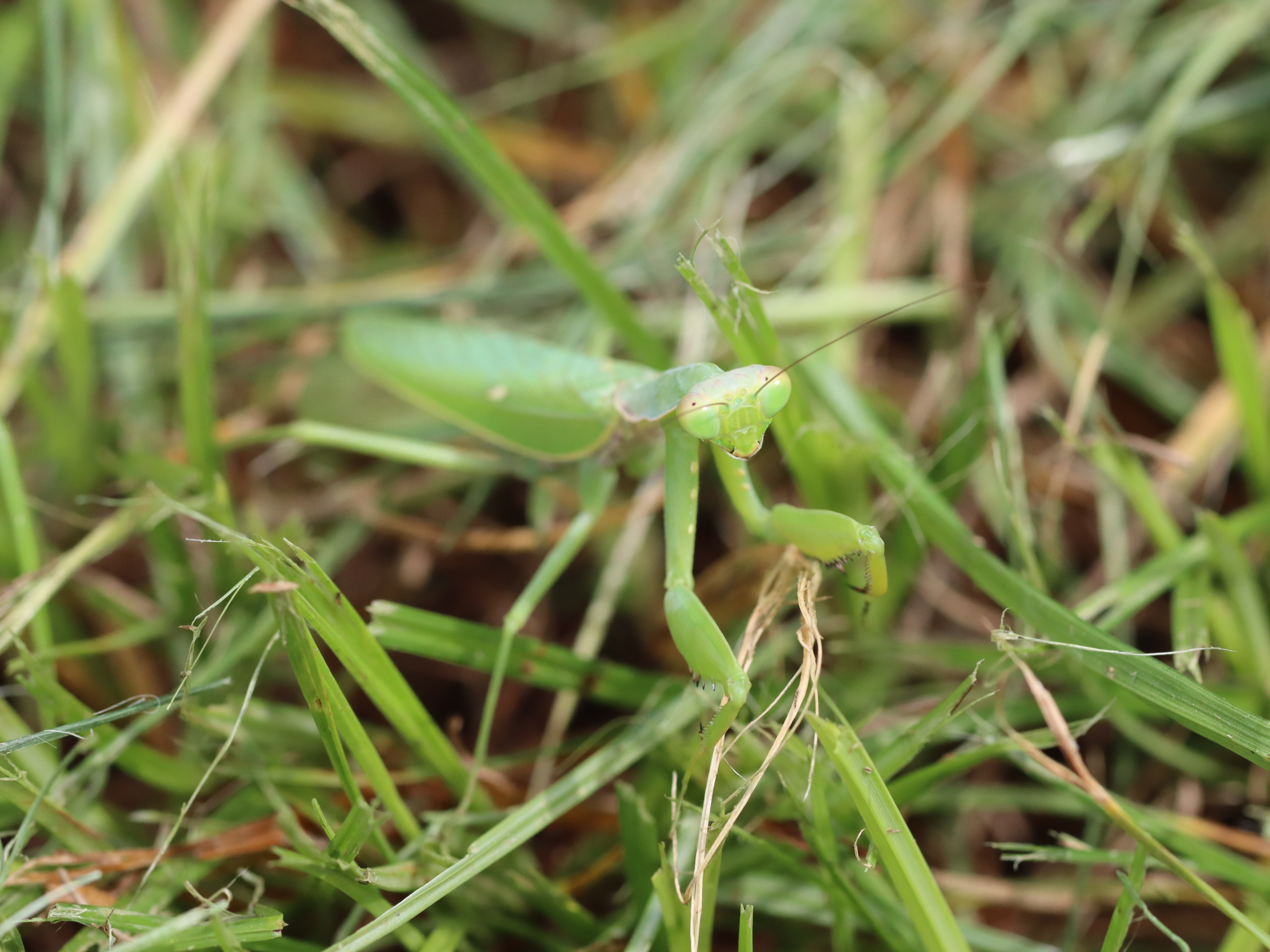 ハラビロカマキリ5